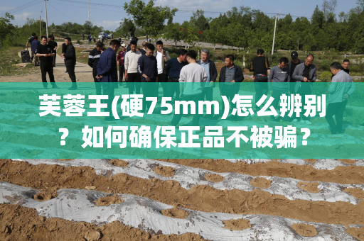 芙蓉王(硬75mm)怎么辨别？如何确保正品不被骗？